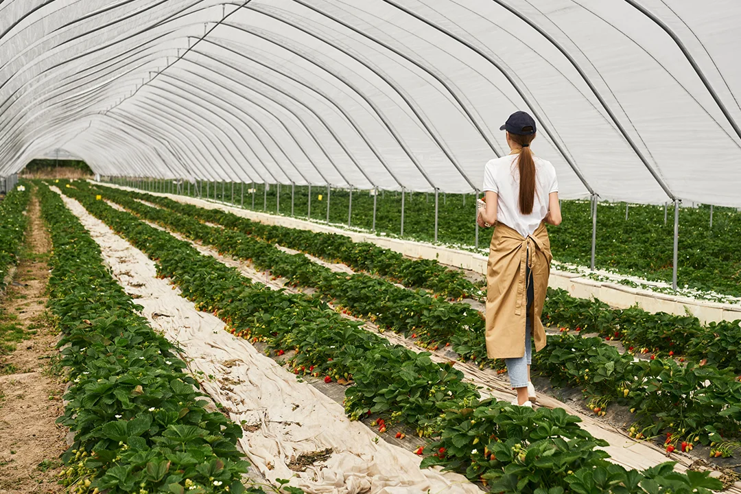How Shade Nets Protect Your Crops and Improve Yields